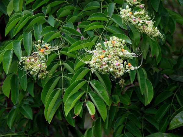 Cây gõ đỏ ra hoa vào tháng 3 - 4, đậu quả và thu hoạch quả chín vào tháng 10 - 11. Ảnh: ydvn.