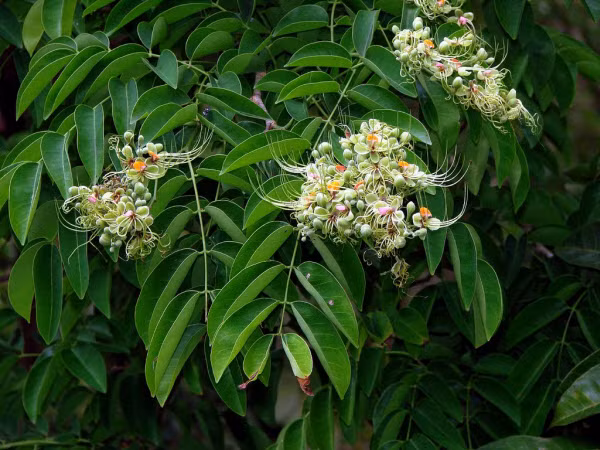 Cây gõ đỏ ra hoa vào tháng 3 - 4, đậu quả và thu hoạch quả chín vào tháng 10 - 11. Ảnh: ydvn.