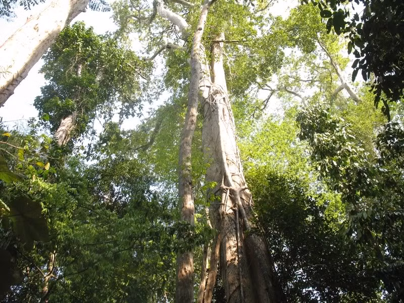 Ở Việt Nam, cây gõ đỏ được trồng phổ biến trên khắp các tỉnh thành từ Bắc vào Nam. Còn thế giới, loài cây này cũng được trồng ở nhiều nước châu Á như: Trung Quốc, Myanma, Thái Lan, Lào, Campuchia,…Ảnh: chohoaviet.