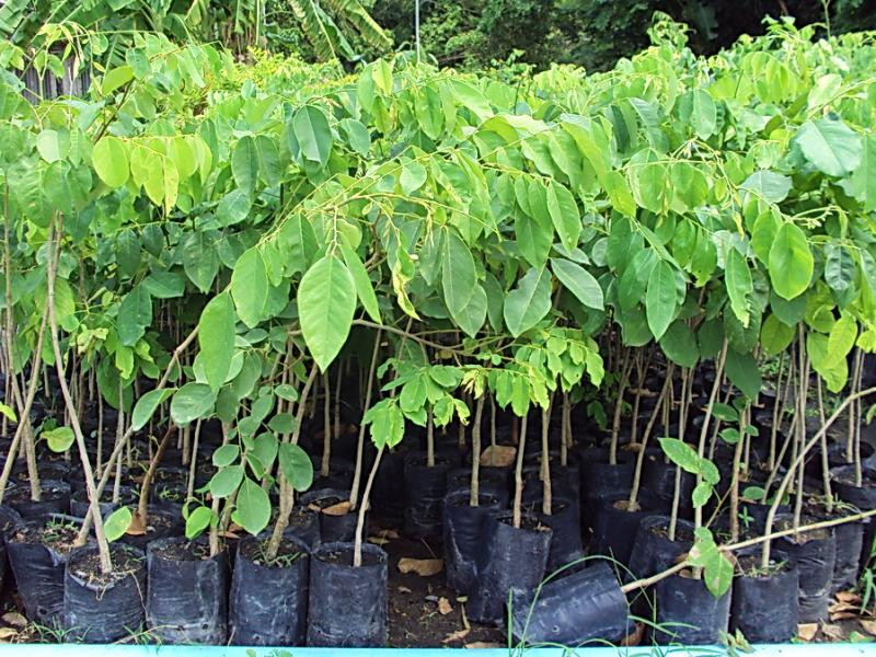 Cây gõ đỏ là cây gỗ lớn cao từ 25m - 30m, vỏ thân sần sùi màu xám trắng với nhiều lỗ màu nâu. Cụm hoa lưỡng tính hình chùy, mọc ở đỉnh cành, màu trắng hồng hoặc hồng. Ảnh: govietlao.