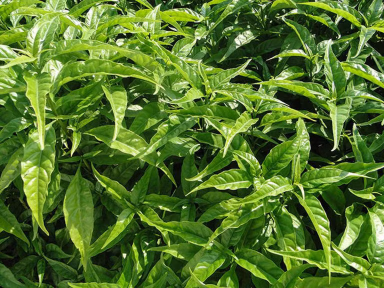  Cây xuân hoa có tên khoa học là Seuderanthemum palatiferum (Wall.) Radlk. Ngoài ra nó còn có nhiều tên gọi khác như oàn ngọc, Hoàn ngọc âm, Nhật nguyệt, Cây con khỉ, Nội đồng, Lay gàm...Ảnh: thuocdantoc.