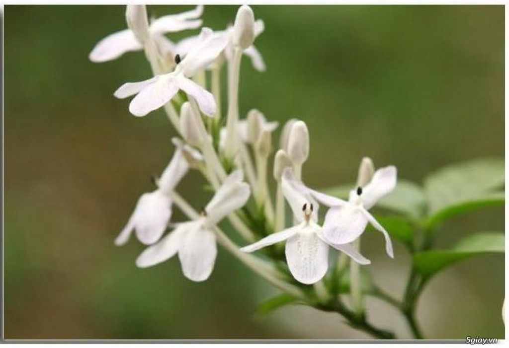 Ở Việt Nam, cây xuân hoa có nhiều ở Khánh Hòa, ngoài ra còn được trồng làm cảnh ở Cần Thơ, Tp. Hồ Chí Minh. Ảnh: 5giay.