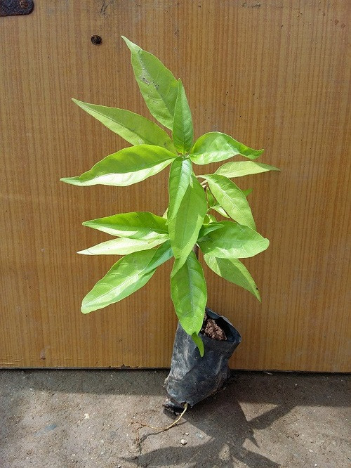 Cây xuân hoa được các nhà khoa học Việt Nam phát hiện tại rừng Cúc Phương năm 1990. Ảnh: cayvahoa.