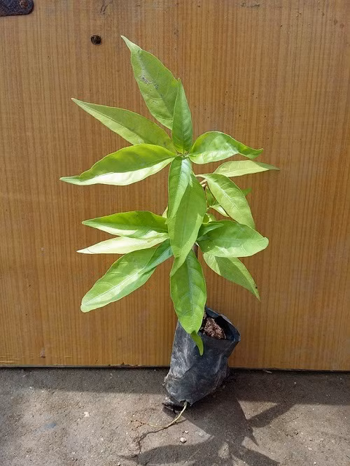 Cây xuân hoa được các nhà khoa học Việt Nam phát hiện tại rừng Cúc Phương năm 1990. Ảnh: cayvahoa.