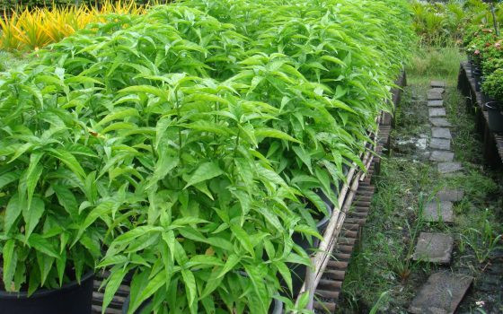 Lá của cây xuân hoa có tác dụng chữa bệnh với công dụng chữa lành vết thương… Ảnh: giongcogiare.