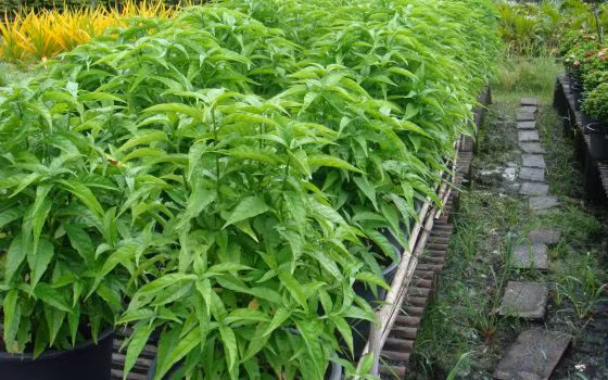 Lá của cây xuân hoa có tác dụng chữa bệnh với công dụng chữa lành vết thương… Ảnh: giongcogiare.