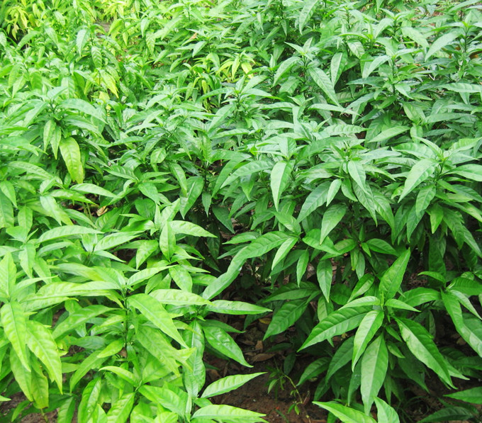 Các bộ phận khác của cây xuân hoa như rễ, thân, hoa cũng để được dùng làm thuốc chữa bệnh. Ảnh: thaythuocvietnam.