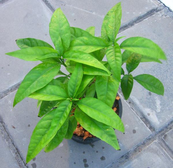 Cây xuân hoa không có rễ cái, rễ mọc thành từng chùm, nở hoa vào mùa xuân. Ảnh: blogcaycanh.