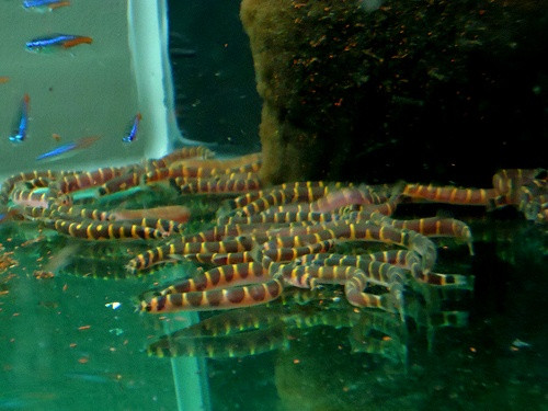 Cá chạch rắn culi thường được nuôi làm cảnh do khỏe mạnh, sống lâu, thích nghi được với đồng loại và các loài cá khác. Ảnh: staticflickr.