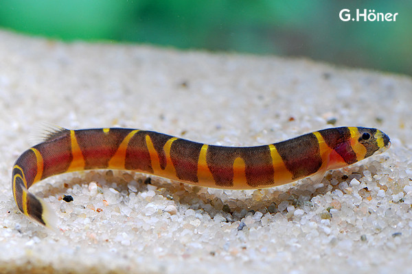 Cá chạch rắn culi phân bố ở nhiều nơi trên thế giới như Thái Lan, Indonesia, Malaysia, Singapore. Ảnh: amazonaws.