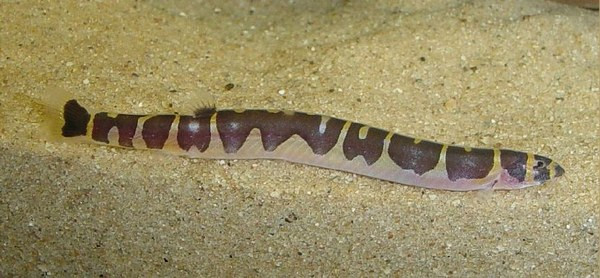 Cá chạch rắn culi là loài cá ăn tạp, thậm chí ăn cả chất thải của cá. Đây cũng là loài cá sống về đêm. Ảnh: bethuysinh.