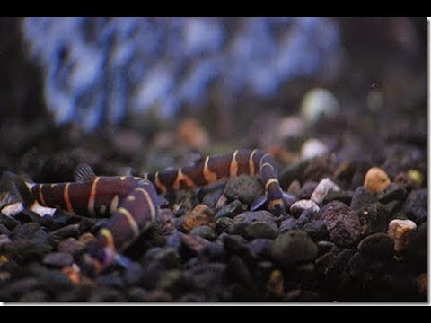 Cá chạch rắn culi có thân dài dạng rắn, cuống đuôi to dẹp, trước mắt có gai nhỏ nên còn gọi là cá chạch gai mắt. Ảnh: ytimg.