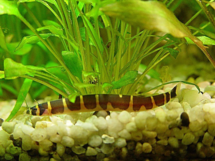 Môi trường sống tự nhiên của cá chạch rắn culi là nền cát của các con sông chảy chậm và suối sạch. Ảnh: csaquaristik.