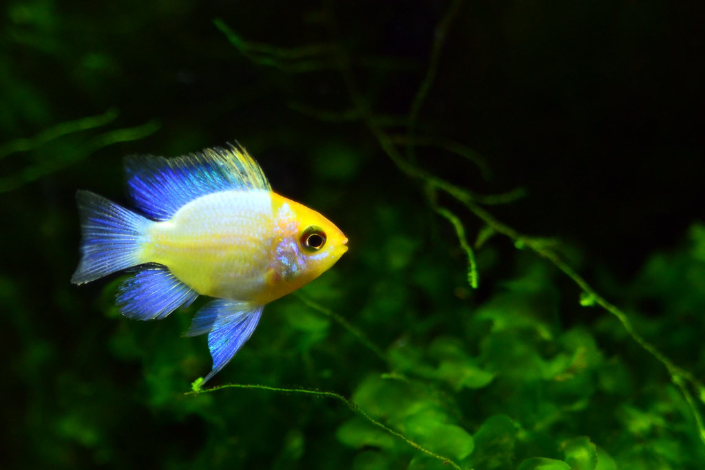 Cá phượng hoàng có tên khoa học là Mikrogeophagus ramirezi. Đây là một loài cá đặc hữu tự nhiên của lưu vực sông Orinoco, ở các savan của Venezuela và Colombia tại Nam Mỹ. Ảnh: staticflickr.