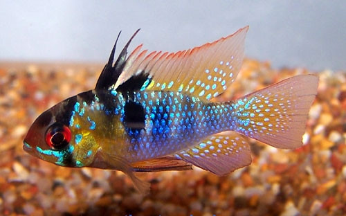 Tuy nhiên, cá phượng hoàng là loài ăn thịt vì vậy nếu nuôi chung với các loài cá dễ đẻ thì chúng sẽ ăn cá con khác. Ảnh: cacanhsonyen.