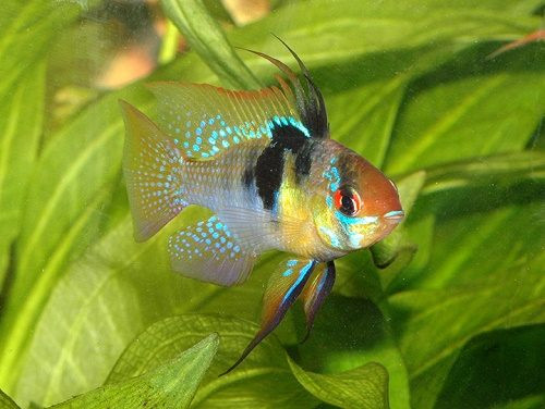 Ở Việt Nam, cá phượng hoàng rất được ưa chuộng và thường được nuôi làm cảnh hoặc thả trong các bể thủy sinh. Ảnh: bannhanong.