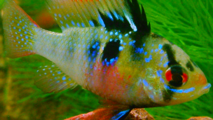 Cá phượng hoàng đẻ quanh năm nhưng tập trung vào tháng 3 đến tháng 10. Ảnh: vuongquocloaivat.