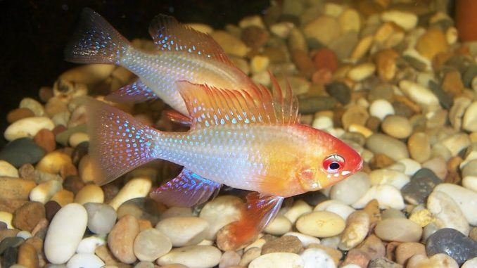 Cá phượng hoàng nên thả trong bể thủy sinh sẽ phù hợp nhất. Loài này đa số bơi yên một chỗ và bảo vệ lãnh thổ riêng của mình. Ảnh: memory.
