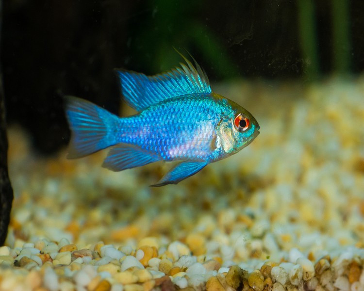 Ngày nay, cá phượng hoàng được nhân giống và nuôi dưỡng làm cá cảnh ở nhiều quốc gia trên khắp các châu lục trên thế giới. Ảnh: bethuysinh.