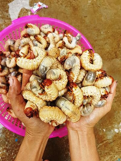 Một con sùng đất trưởng thành to bằng ngón tay út người lớn, có màu trắng ngà, trắng xanh hoặc vàng. Phần đầu, chân và càng của chúng có màu nâu đậm hơn. Ảnh: ytimg.