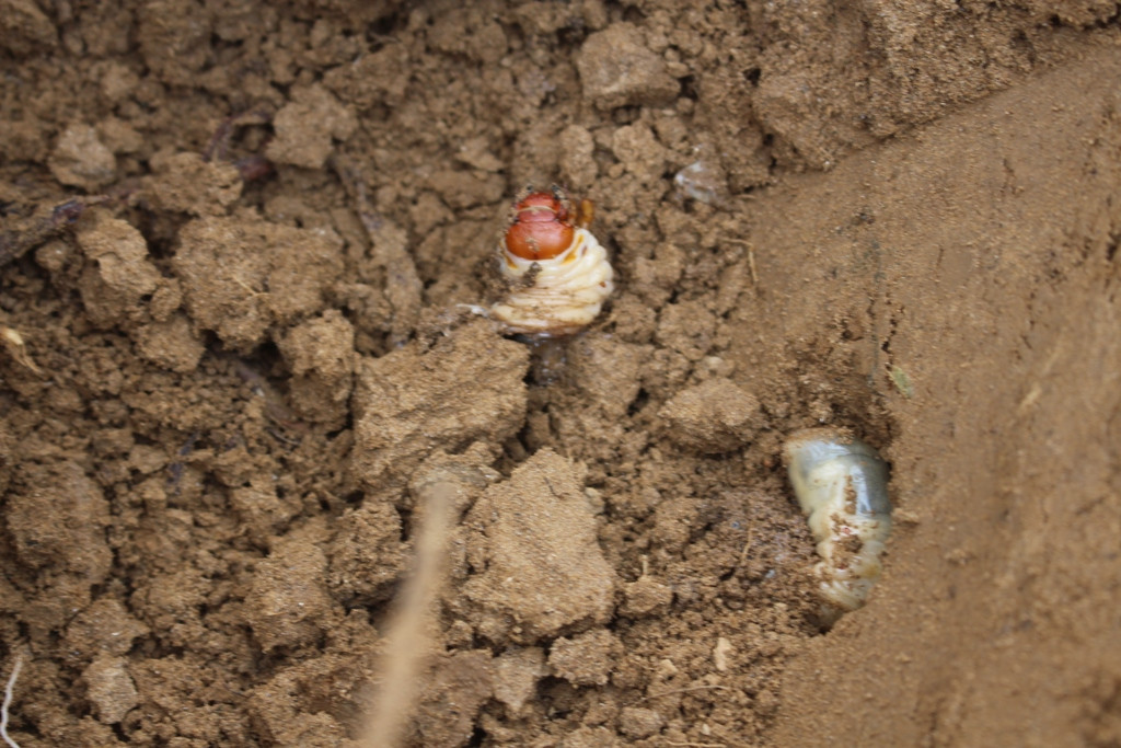 Sùng đất được chế biến thành nhiều món khác nhau, từ xào, luộc, nướng... hoặc cũng có thể phơi khô để ngâm rượu. Ảnh: baotainguyenmoitruong.