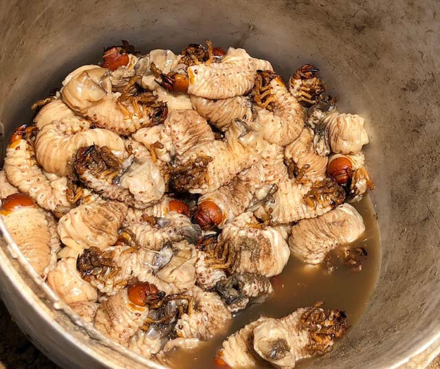 Sùng đất là loài côn trùng gây hại mùa màng bởi thức ăn của sùng đất là rễ cây, củ… Ảnh: danviet.