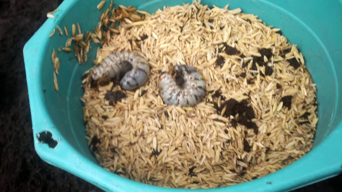 Sùng đất thường sống ở những nơi đất tơi xốp, những ruộng đất trồng cây hoa màu như vườn trồng khoai mì, vườn trồng sắn, các loại cây hoa màu…Ảnh: ytimg.