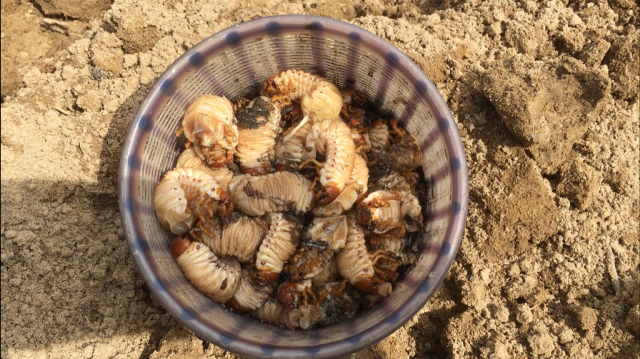 Sùng đất có hàm lượng chất dinh dưỡng và các axit amin cực cao nên còn được mệnh danh là “hải sâm trên cạn” hay “xuân dược ngàn năm tráng kiện”. Ảnh: baotainguyenmoitruong.