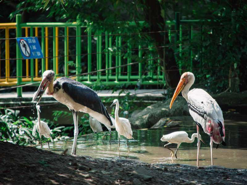 Trên thế giới, chim Giang Sen phân bố ở Sri Lanka, Ấn Độ, Mianma, Thái Lan, Nam Trung Quốc, Lào, Campuchia. Ảnh: wp.