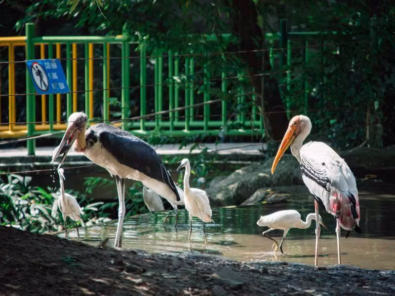 Trên thế giới, chim Giang Sen phân bố ở Sri Lanka, Ấn Độ, Mianma, Thái Lan, Nam Trung Quốc, Lào, Campuchia. Ảnh: wp.
