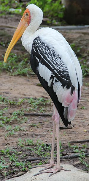 Chim Giang Sen sinh sống ở những vùng nước có độ sâu thấp của các vùng đất ngập nước như hồ ao, các vùng đất lầy thụt có cỏ, bờ sông và cánh đồng trồng lúa. Ảnh: wikimedia.