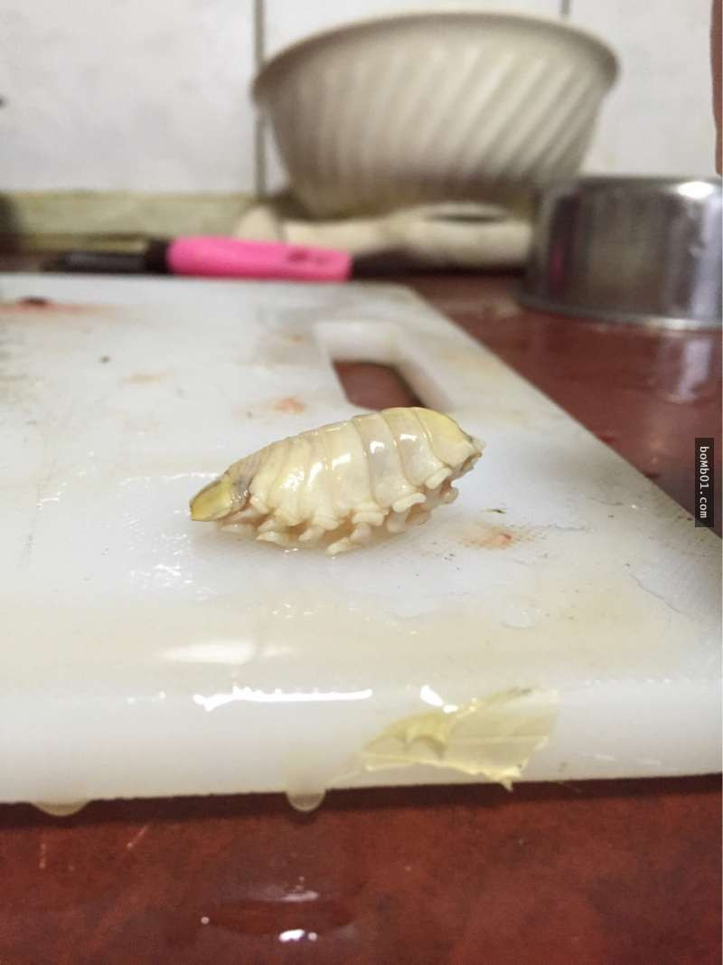 Cymothoa Exigua có kích thước nhỏ như một con rệp và được tìm thấy nhiều ở khu vực quanh vịnh California. Ảnh: dkn.