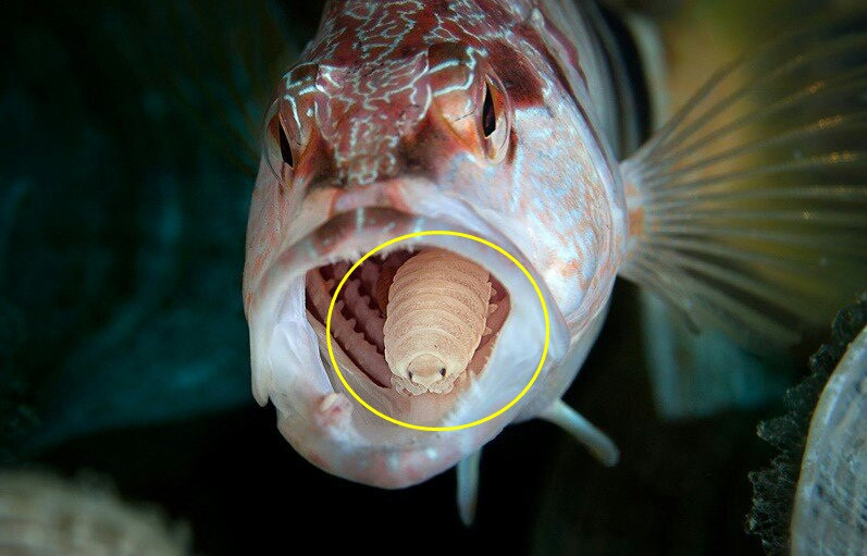 Cymothoa Exigua là trường hợp duy nhất được biết đến về một loại ký sinh có thể thay thế và đảm nhiệm chức năng của một bộ phận sinh học trong vật chủ. Ảnh: vietbao.