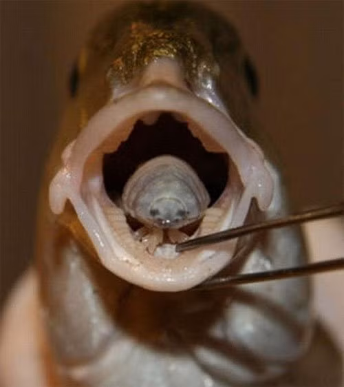Cymothoa Exigua là một loài ký sinh trùng đặc biệt, còn được biết đến như rận ở lưỡi cá. Ảnh: khoahoc.