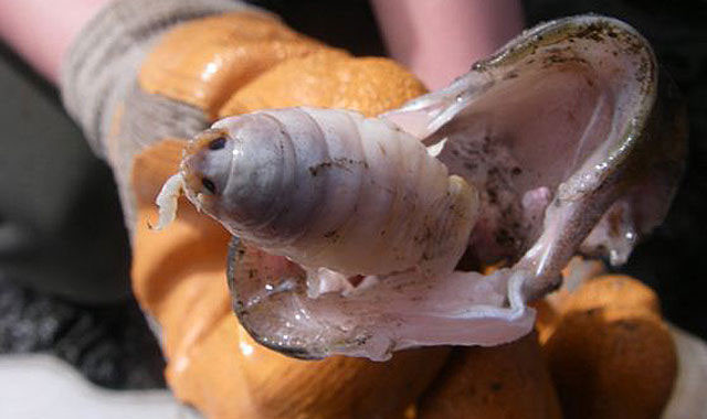 Cymothoa Exigua thay thế lưỡi của cá bằng cách gắn cơ thể của chính mình vào các khớp của lưỡi. Ảnh: dkn.