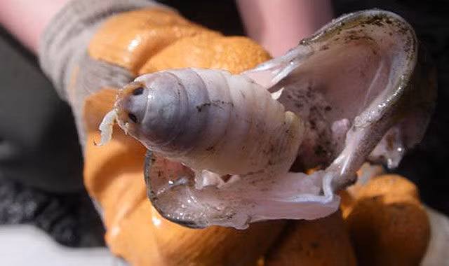 Cymothoa Exigua thay thế lưỡi của cá bằng cách gắn cơ thể của chính mình vào các khớp của lưỡi. Ảnh: dkn.