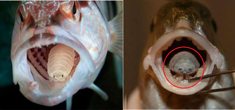 Tuy nhiên, cơ chế nào giúp loài giáp sát ký sinh Cymothoa Exigua có thể tự chuyển giới được như vậy vẫn chưa được các nhà khoa học tìm ra câu trả lời. Ảnh: dkn.