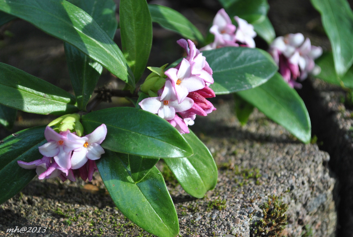 Cây thụy hương hiếm khi ra quả nhưng khi ra quả thì có màu đỏ rất đẹp mắt. Ảnh: wordpress.