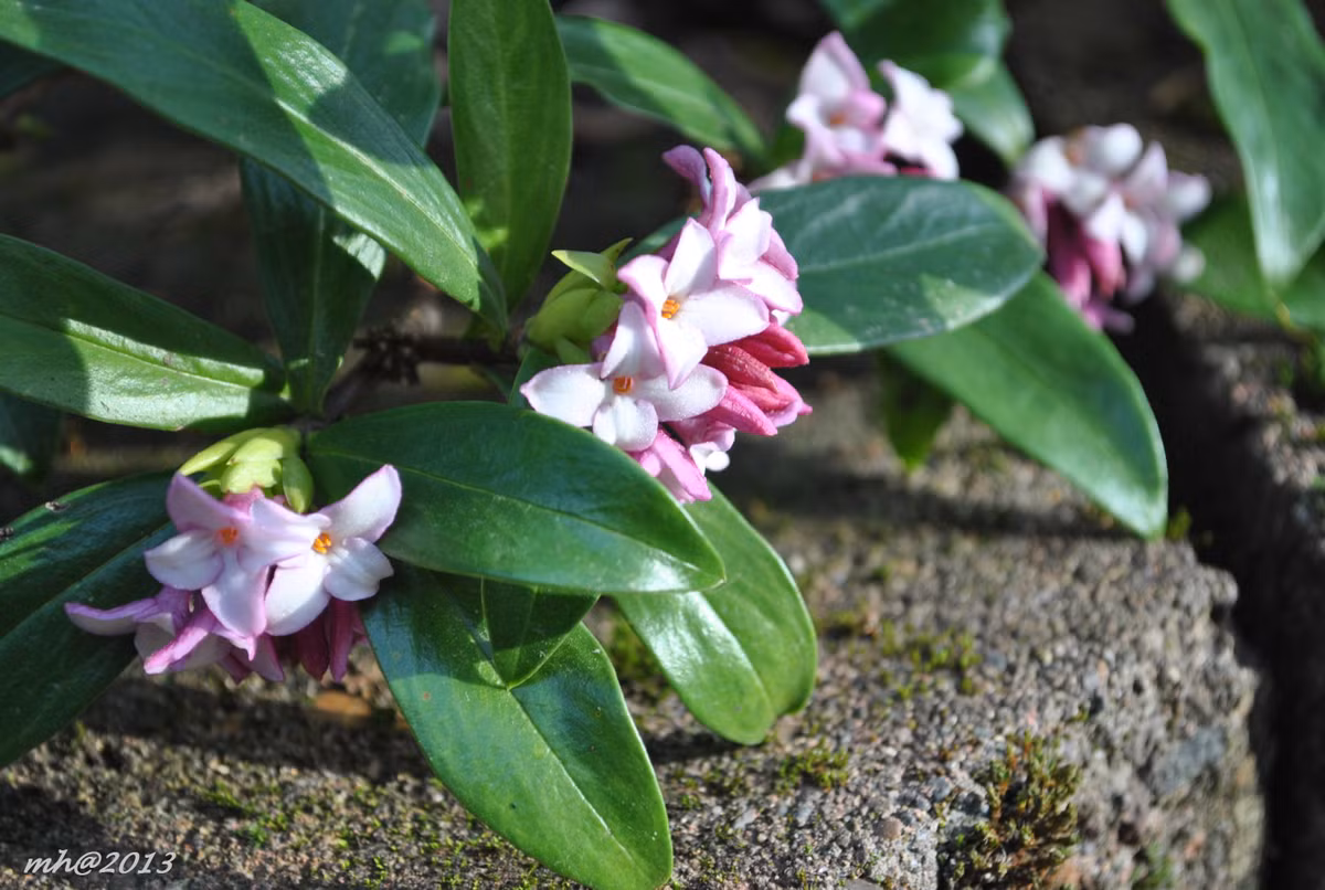 Cây thụy hương hiếm khi ra quả nhưng khi ra quả thì có màu đỏ rất đẹp mắt. Ảnh: wordpress.