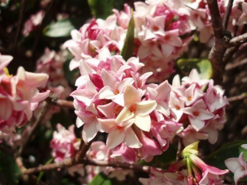 Tuy nhiên, lá và quả của cây thụy hương lại rất độc. Ảnh: giaoduc.