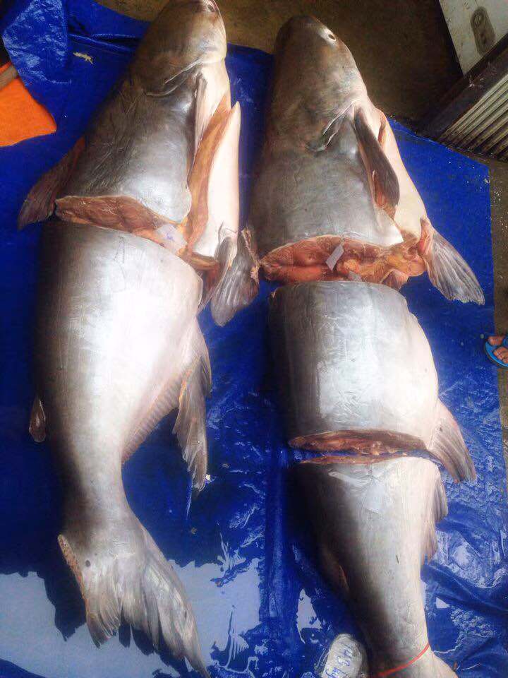 Thịt cá tra dầu có màu đỏ tươi, da dày, rất dai. Đặc biệt, thịt cá có vị béo ngậy đặc trưng, cảm giác không thể nào lẫn với loài khác. Ảnh: vuacaho.