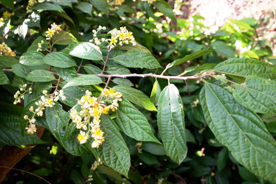 Trong Đông y, cây cò ke được sử dụng để chữa các bệnh về tiêu hóa cũng như một số bệnh khác. Ảnh: ydvn.