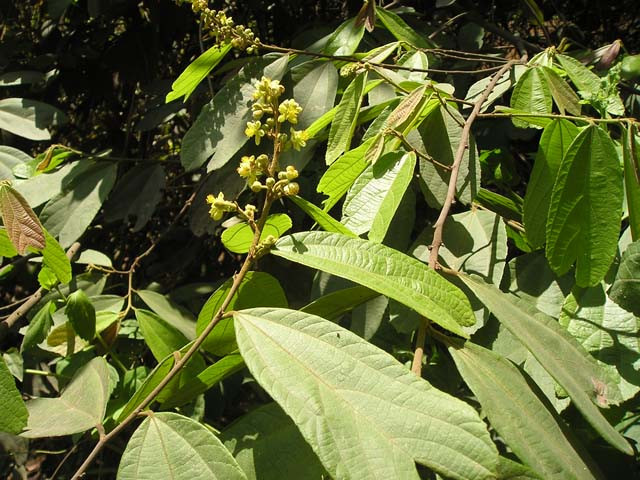 Cây cò ke là loài thực vật bản địa của Đông Nam Á và Trung Quốc. Trên thế giới, cây cò ke cũng phân bố ở Ấn Độ, Malaysia. Ảnh: flickr.