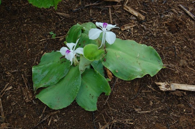 Cây địa liền còn mọc hoang nhiều ở các nước Châu Á như Thái Lan, Lào, Campuchia, Nam Trung Quốc, Ấn Độ, Malaysia và Indonesia,…Ảnh: blogcaycanh.