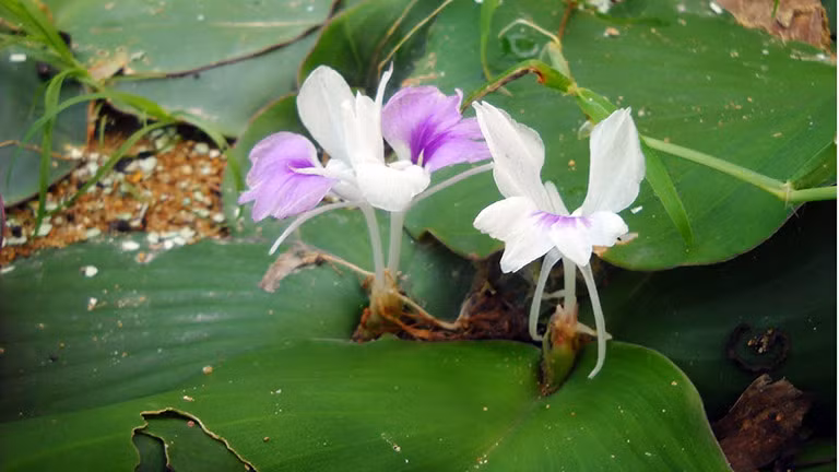  Cây địa liền có tên khoa học là Kaempferia galanga L., thuộc họ Gừng. Đây loại cây thân thảo sống lâu năm và không có thân. Ảnh: thuocdantoc.
