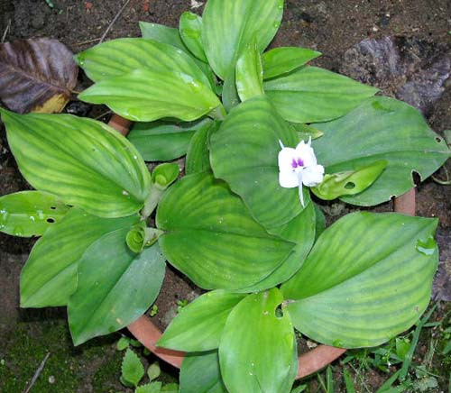  Cây địa liền ra hoa tháng 8 - tháng 9. Ảnh: lamcanh.