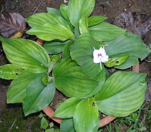  Cây địa liền ra hoa tháng 8 - tháng 9. Ảnh: lamcanh.