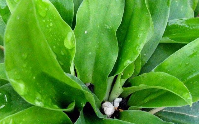 Cây địa liền có tên gọi như vậy vì nó có chiều cao thấp, mọc sát mặt đất. Ảnh: namlimxanh.