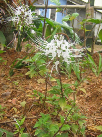 Cây râu mèo nổi tiếng với công dụng trị sỏi thận rất hiệu quả. Ảnh: baodanang.