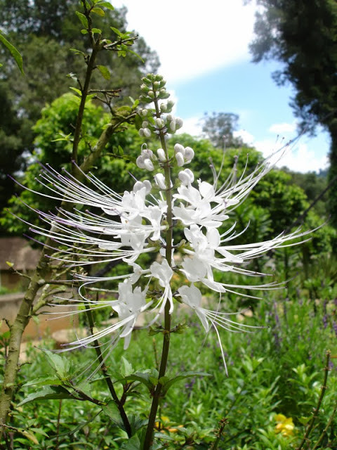 Ở Việt Nam, cây râu mèo mọc hoang và được trồng nhưng không đủ đáp ứng nhu cầu. Hằng năm, chúng ta phải nhập khẩu hàng chục tấn cây dược liệu râu mèo từ Trung Quốc, Campuchia. Ảnh: blogspot.